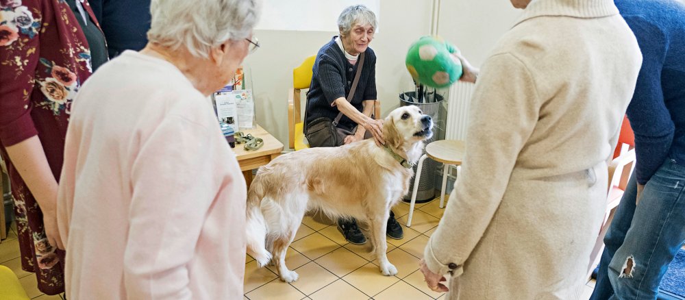 Ein Therapie-Hund