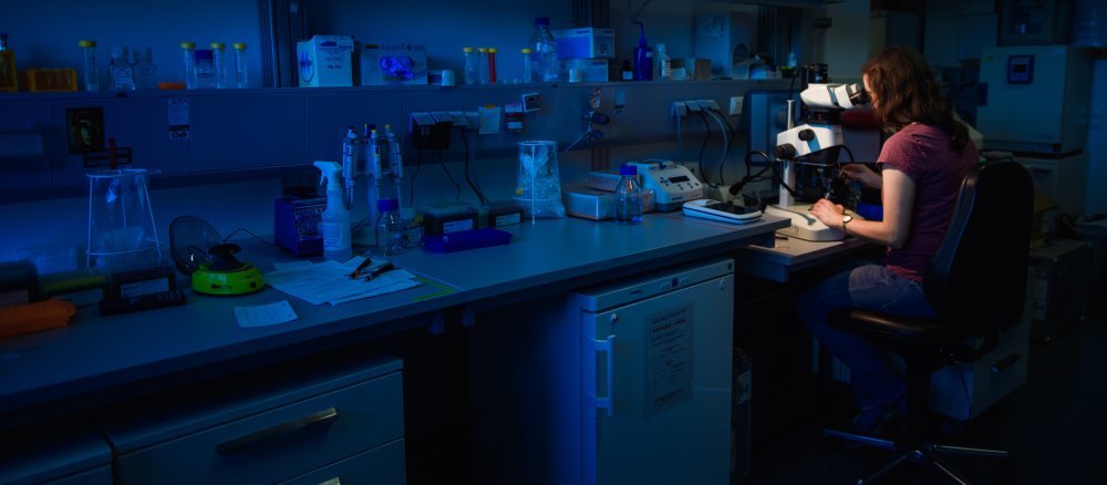Blick durchs Mikroskop beim CRISPR/Cas9-Verfahren.