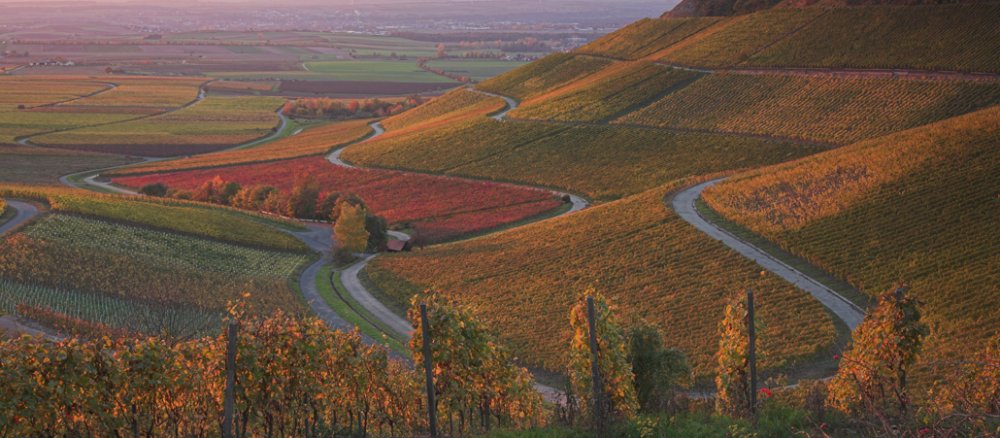 Herbstliche Weinberge