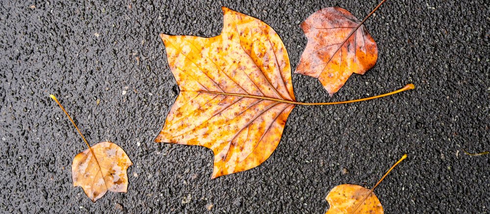 Gelbe Blätter auf nassem Asphalt