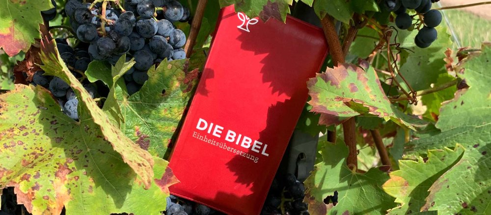 Eine Bibel in einer Weinrebe