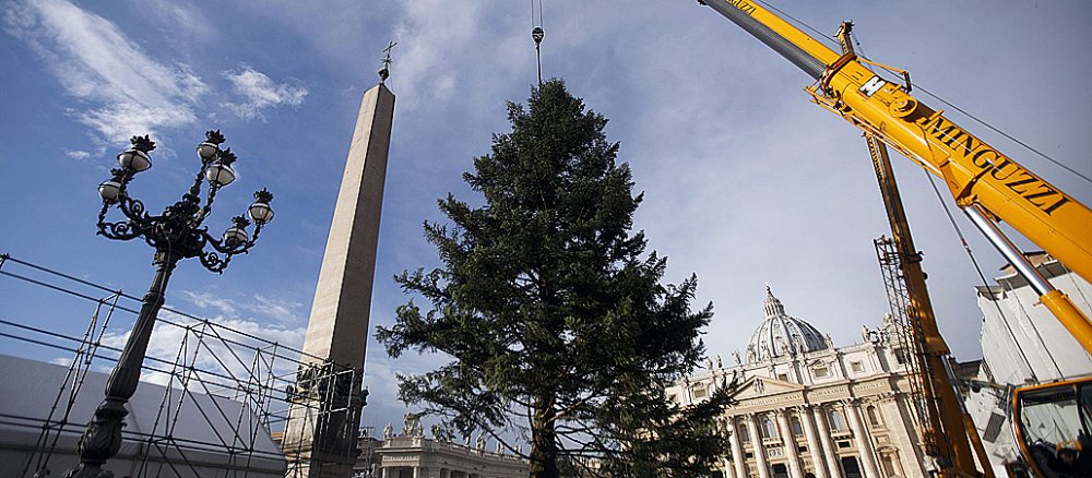 Der diesjährige Weihnachtsbaum für den Vatikan wird auf dem Petersplatz aufgestellt.