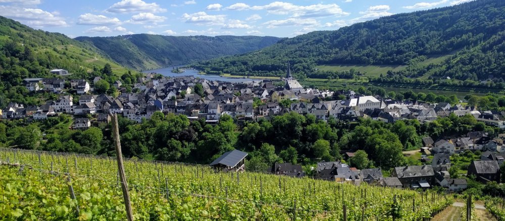 Blick auf Enkirch an der Mosel