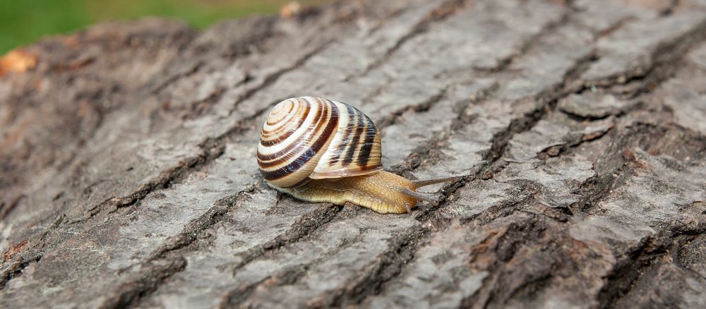 Schnecke