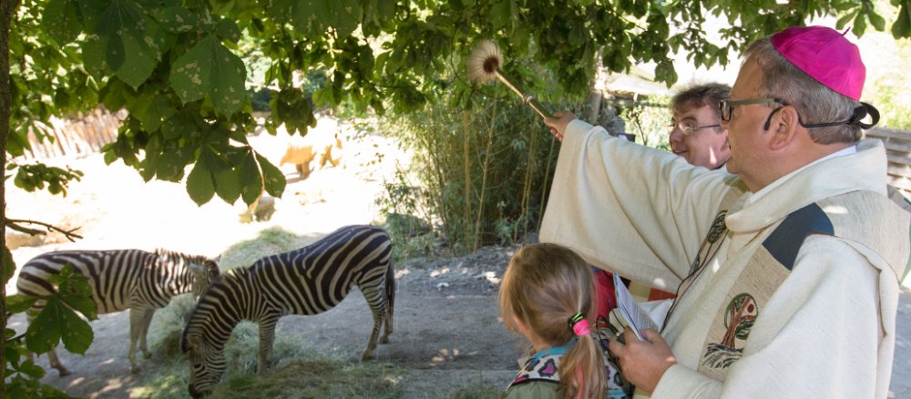 Bischof Franz-Josef Bode segnet beim Aktionstag "Tiere der Bibel" Zebras im Osnabrücker Zoo.