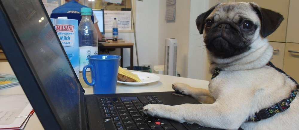 Ein Mops sitzt an einem Computer