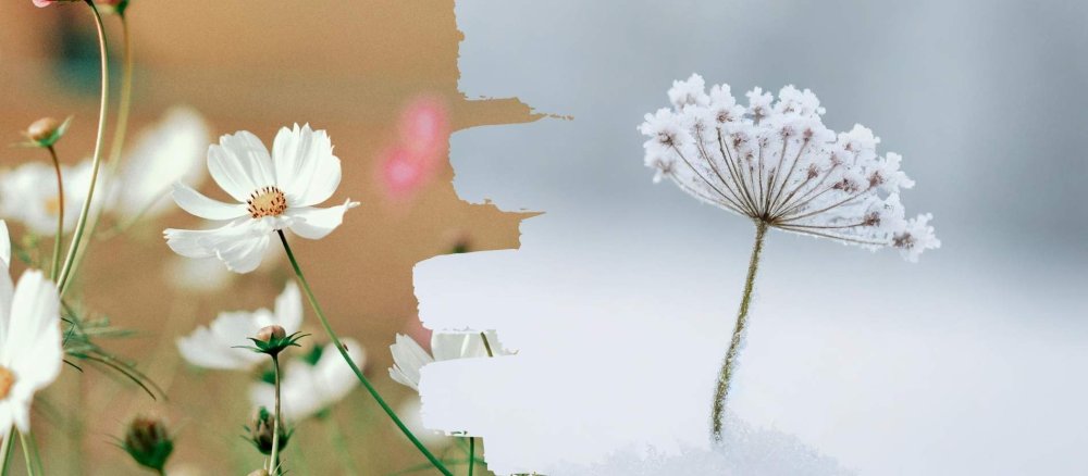 Eine Blume im Frühling und eine im Schnee