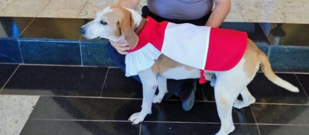 Messdiener-Hund Jhonny