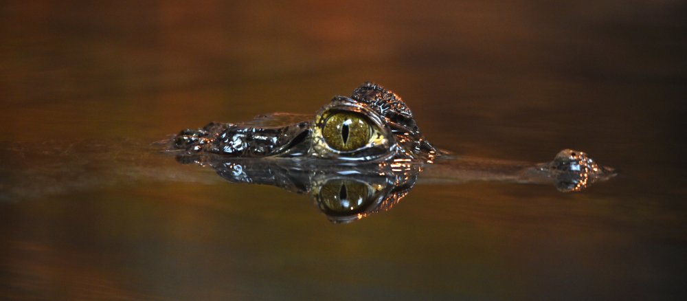 Ein Krokodil schwimmt im Wasser.