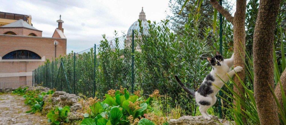 Eine Katze im Garten des Klosters "Mater Ecclesiae" im Vatikan