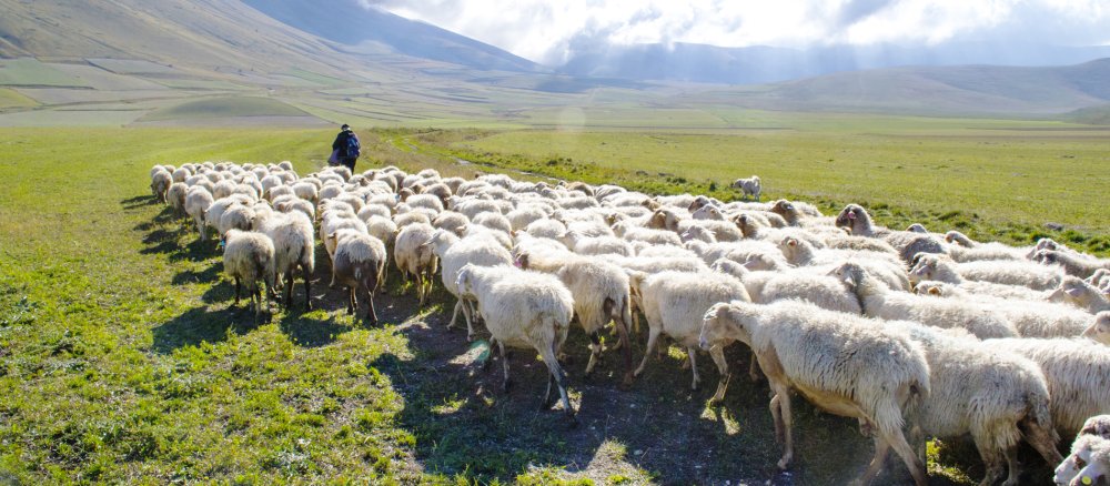 Ein Hirte geht einer Schafherde im italienischen Monti Sibillini voran.