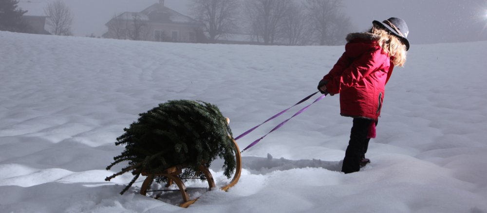 Mädchen zieht Tannenbaum auf einem Schlitten durch den Schnee.