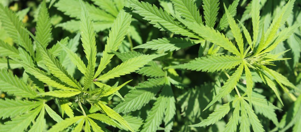 Possession and trafficking in cannabis is a criminal offence in Germany.