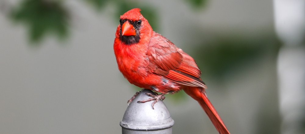 Ein roter Kardinal auf einem Metallpfosten