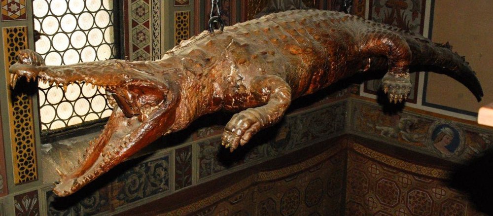 Stuffed crocodile hangs in a church