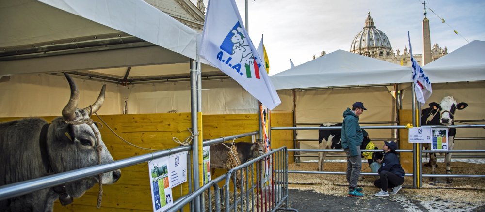 Tiere vor dem Petersplatz