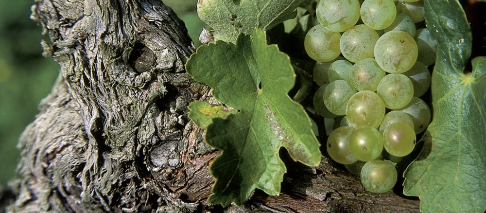 Ein Weinstock mit Traube.