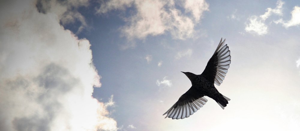 Eine Taube fliegt durch den Himmel.