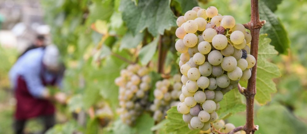 Weiße Weintrauben bei der Weinlese