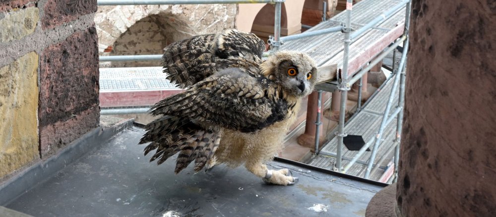Ein Uhu auf dem Speyerer Dom