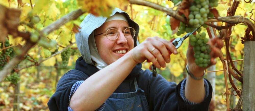 Weinlese im Benediktinerinnenkloster Eibingen bei Rüdesheim im Rheingau: Eine Schwester beim Ernten der Trauben.