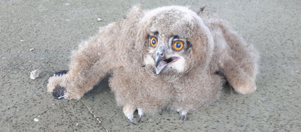 Ein Uhu aus dem Speyerer Dom
