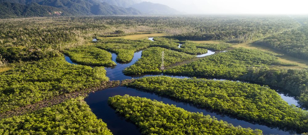 Regenwald in Brasilien