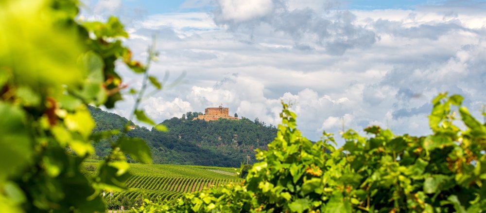 Blick durch Weinreben auf das Hambacher Schloss an der Weinstraße