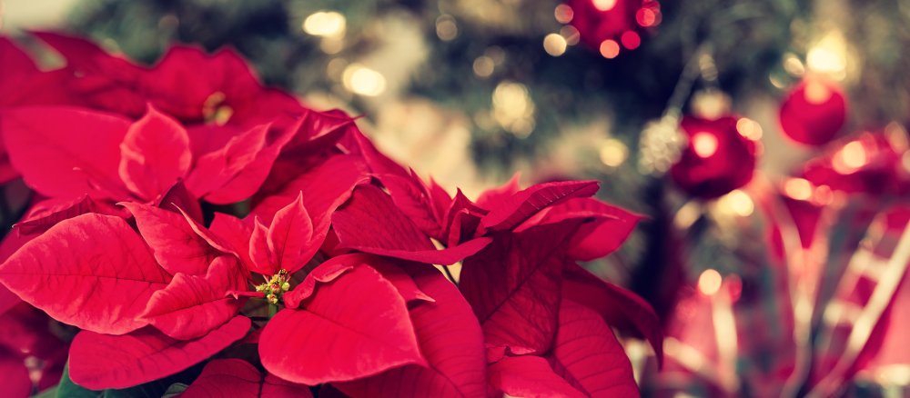 Weihnachtsstern