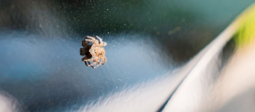Eine Spinne sitzt auf einer Scheibe