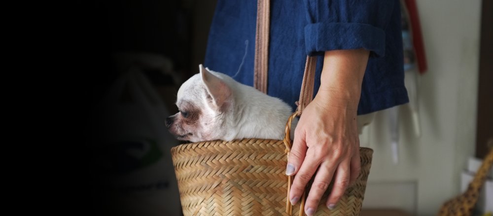 Ein Chihuahua wird in einem Körbchen getragen