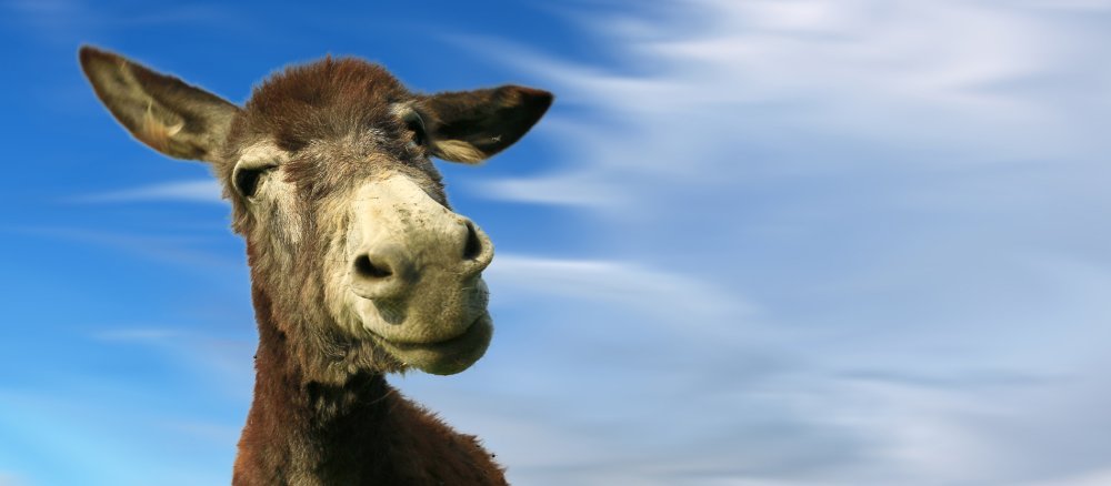 A donkey looks into the camera with flapping ears