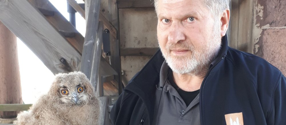 Dom-Techniker Günter Frey mit einem frisch beringten Uhu-Küken