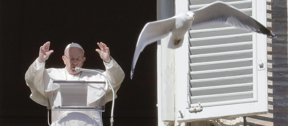 Papst Franziskus und Möwe