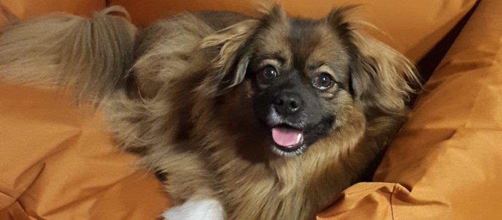 Ein Hund liegt auf einem Kissen.