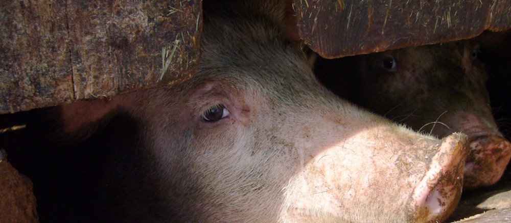Schweine in einem Käfig eingezwängt.