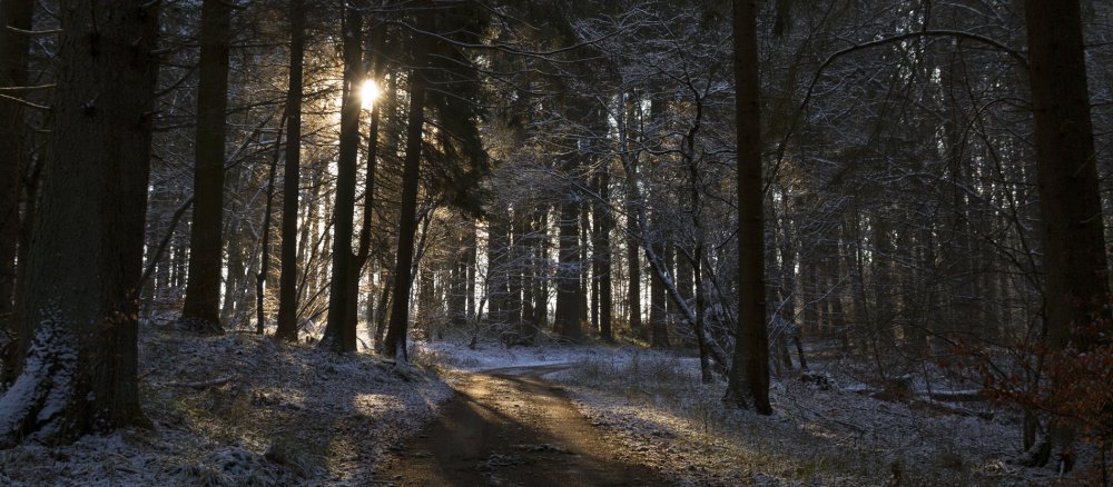 Herbstlicher Wald mit Sonnenstrahlen