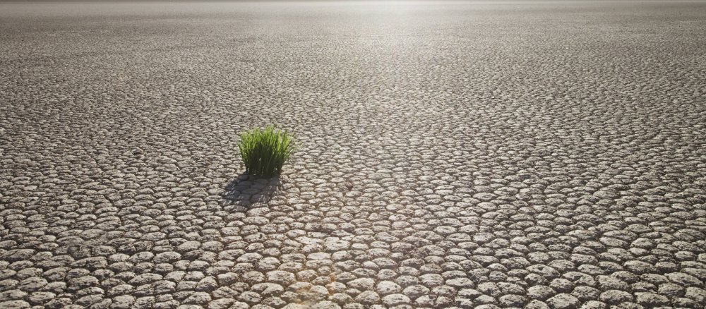 Ein Büschel Gras in vertrockneter Erde im Death Valley (USA).