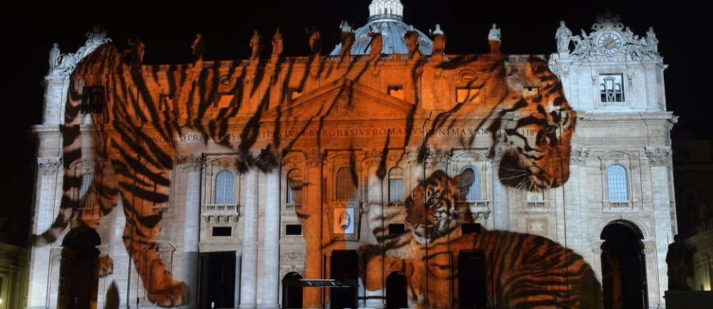 Eine Lichtinstallation zeigt einen Tiger auf der Fassade des Petersdoms.