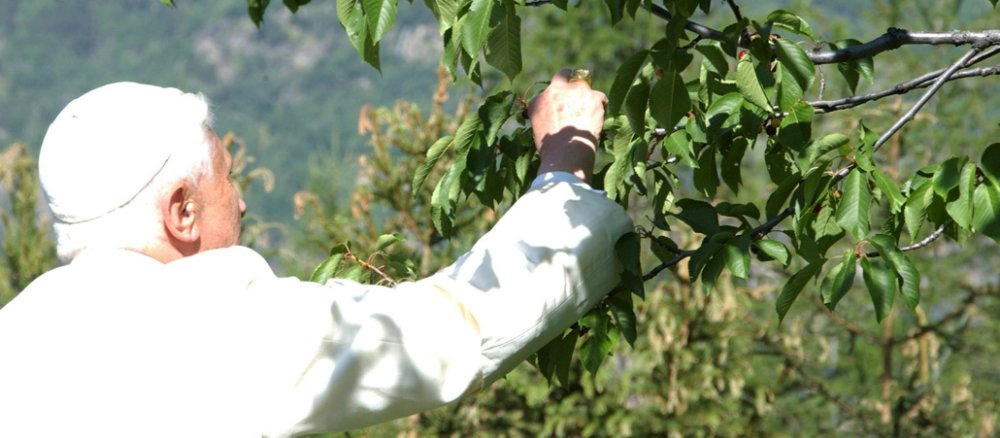 Papst Benedikt XVI. pflückt Kirschen beim Urlaub im Aosta-Tal.