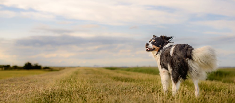 Ein Border Collie auf einem Feldweg