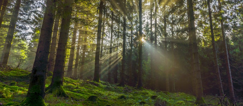Die Sonne scheint durch dicht stehende Stämme in einem Wald.
