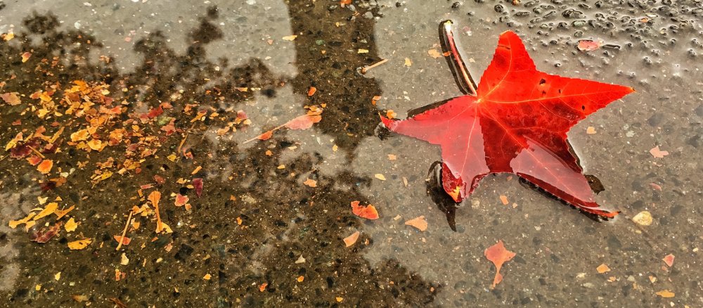 Ein rotes Laubblatt liegt in einer Pfütze.