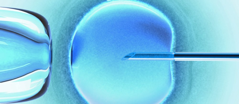 Eine Nadel (rechts im Bild) sticht in eine Eizelle, die von einer Pipette (links) festgehalten wird.
