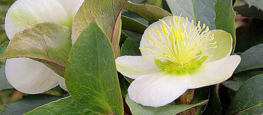 christrose