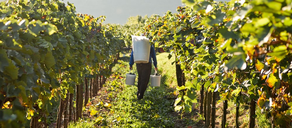 Ein Mann hat in beiden Händen und auf dem Rücken volle Eimer mit Trauben. Er läuft zwischen den Sträuchern im Weinberg.