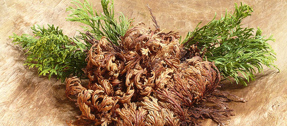 Rose von Jericho