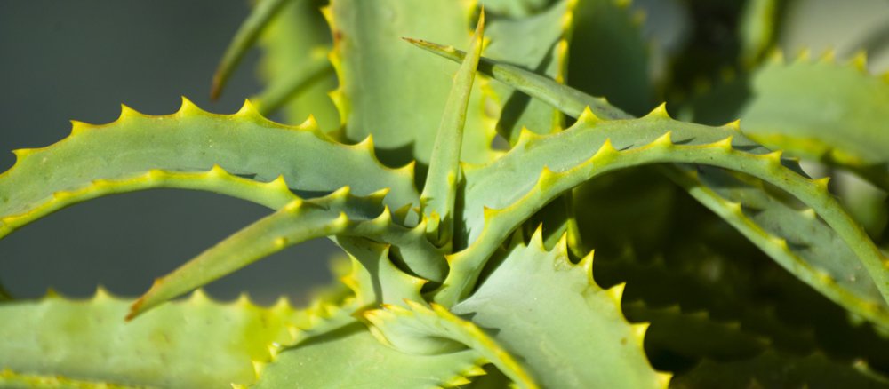 Aloe Vera