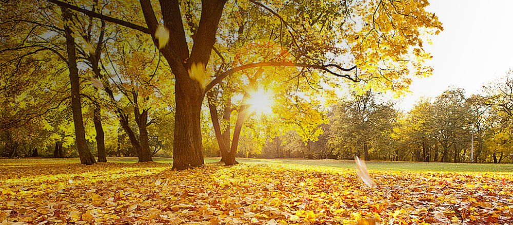 Ein von der Sonne durchfluteter Herbstwald.