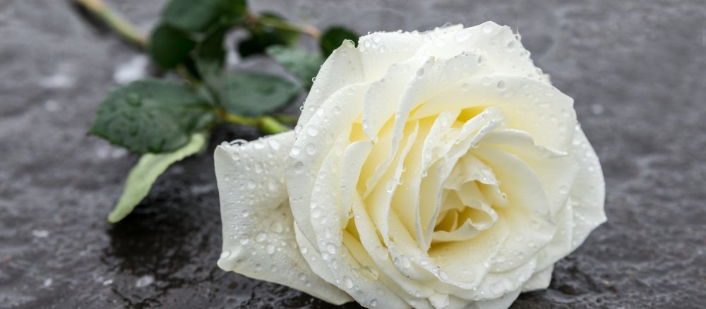 Eine weiße Rose.